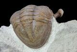 Asaphus Kowalewskii Trilobite With Stalk Eyes #74025-3